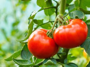tomato-burwood-prize-plant-seedmart-australia