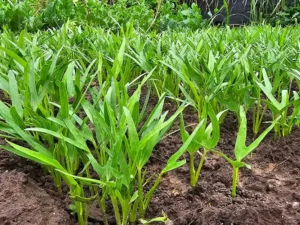 water-spinach-seeds-field-seedmart-australia