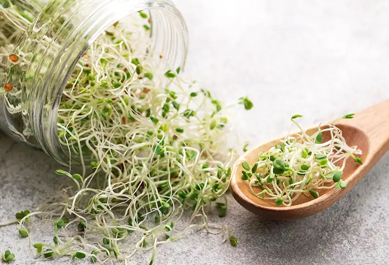 Growing Red Clover Sprouts in a Jar | Seedmart Australia