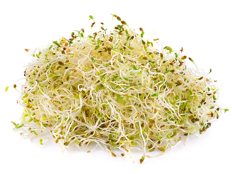 Red Clover Sprouting Seeds | Seedmart