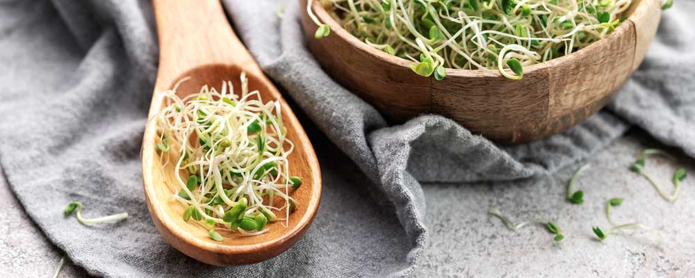 Alfalfa Sprouts Header Featured | Seedmart Australia