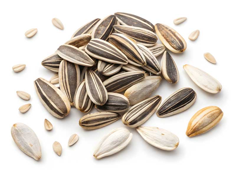 Sunflower Grey Striped Seeds | Isolated | Seedmart