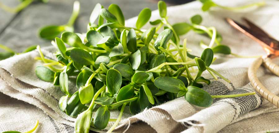 Sunflower Microgreens Blog Post Header | Seedmart Australia