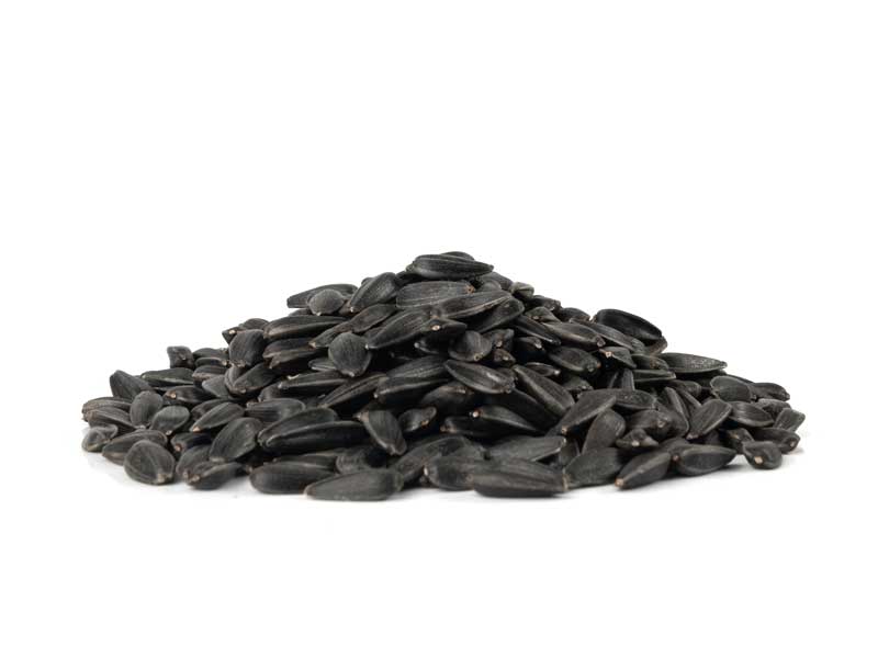 Sunflower Seeds Black Oil | Isolated | Seedmart 