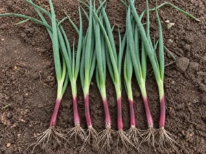 Red Bunching Onion Seeds