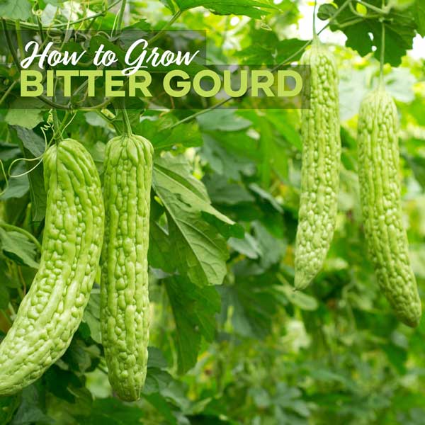How to Grow Bitter Melon Gourd | Seedmart Australia