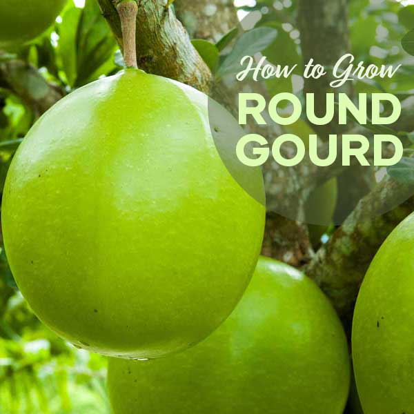 How to Grow Round Gourd | Seedmart Australia