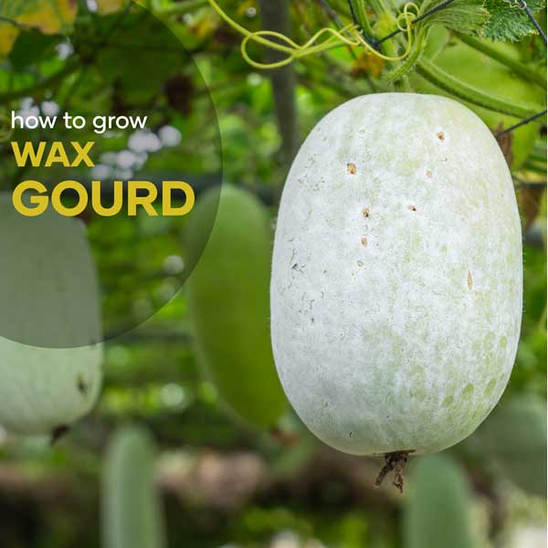 Wax Gourd Growing Information | Seedmart Australia