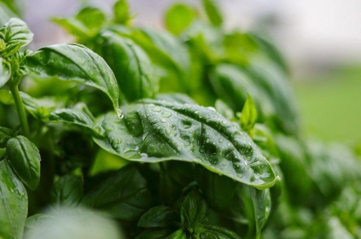 Basil Genovese Herb Seeds - Wholesome Supplies