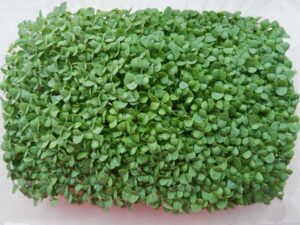 Thai Basil Microgreens