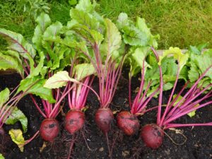Row of freshly harvested red beets with pink-purple stems and green leaves in dark garden soil.