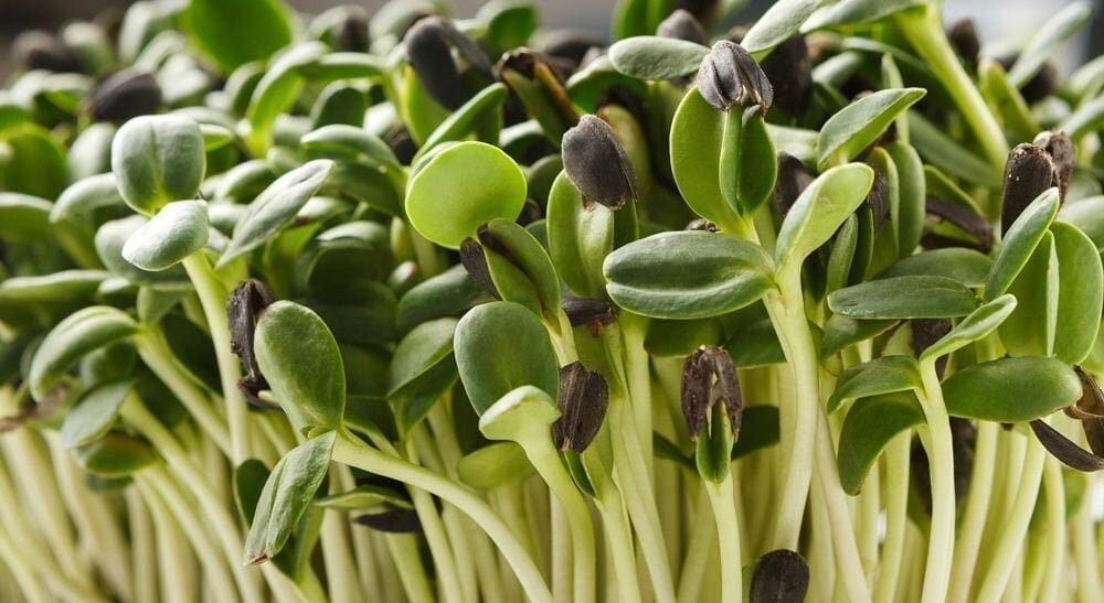 Black Oil Sunflower Microgreen Seeds - Wholesome Supplies