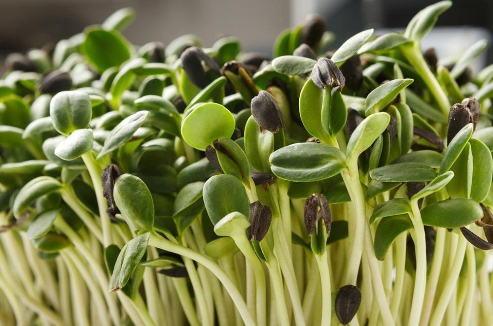 Black Oil Sunflower Microgreen Seeds - Wholesome Supplies