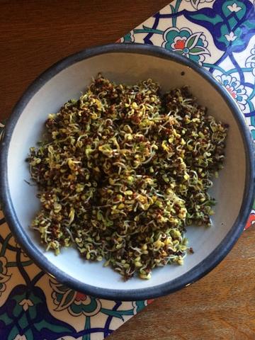 Broccoli Sprouts in a Bowl
