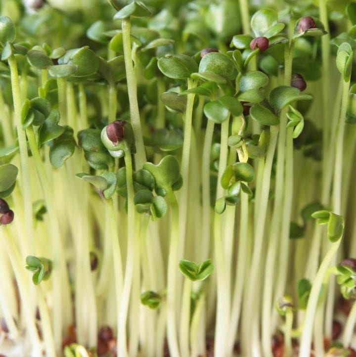 Broccoli Sprouts and Microgreens