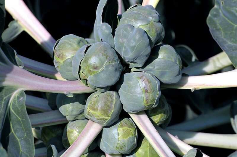 Brussels Sprouts Growing