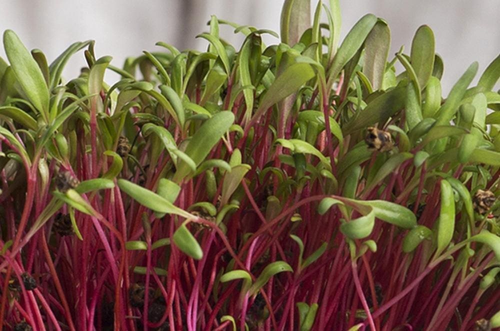 Beetroot Bull's Blood Microgreen Seeds - Wholesome Supplies