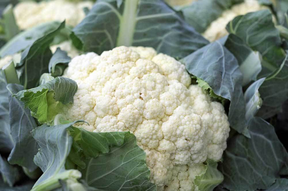 Cauliflower Snowball Improved Vegetable Seeds - Wholesome Supplies