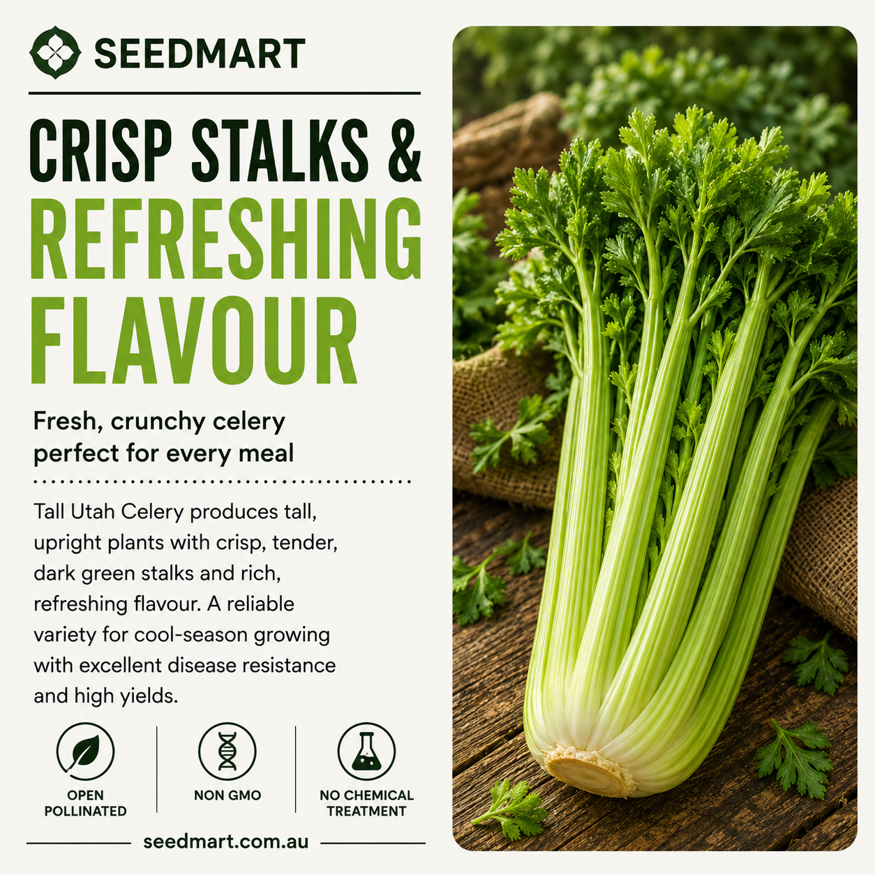 celery-tall-refreshing-utah-seedmart-australia