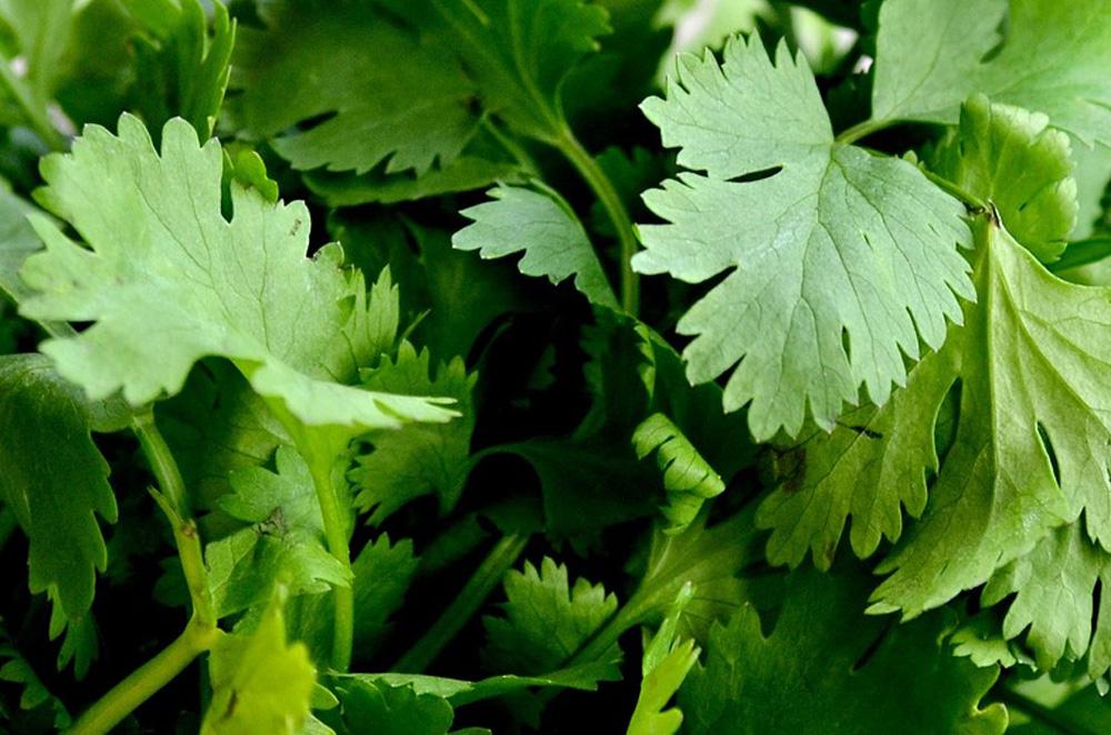 Coriander Slow Bolting Herb Seeds - Wholesome Supplies