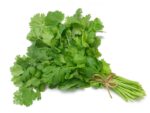 Coriander Herbs