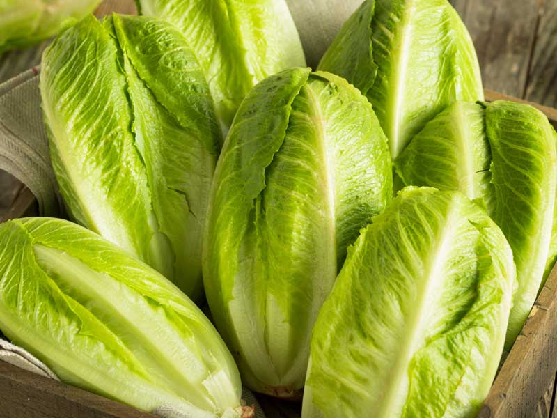 Parris Island Cos Romaine Lettuce