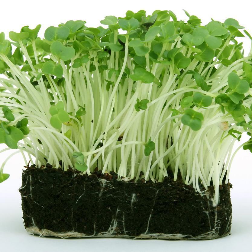 How to Grow Cress Microgreens  Planter's Library – Sow Right Seeds