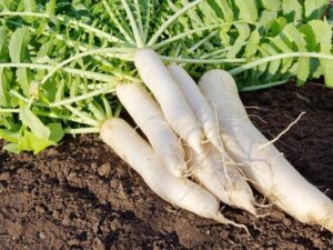 Daikon Radish Vegetable Seeds - Wholesome Supplies
