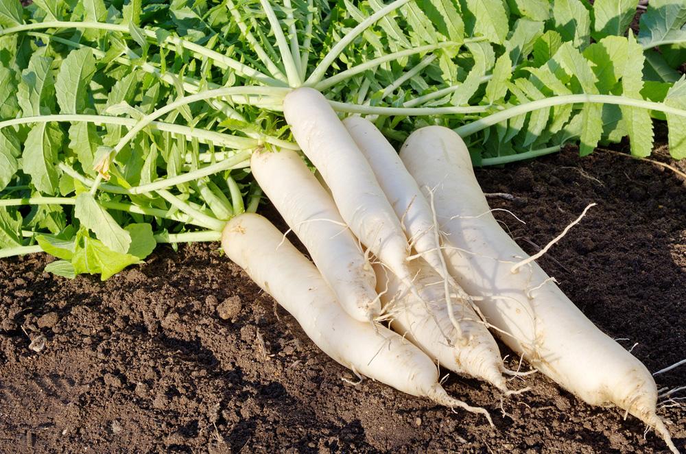 Daikon Radish Vegetable Seeds - Wholesome Supplies