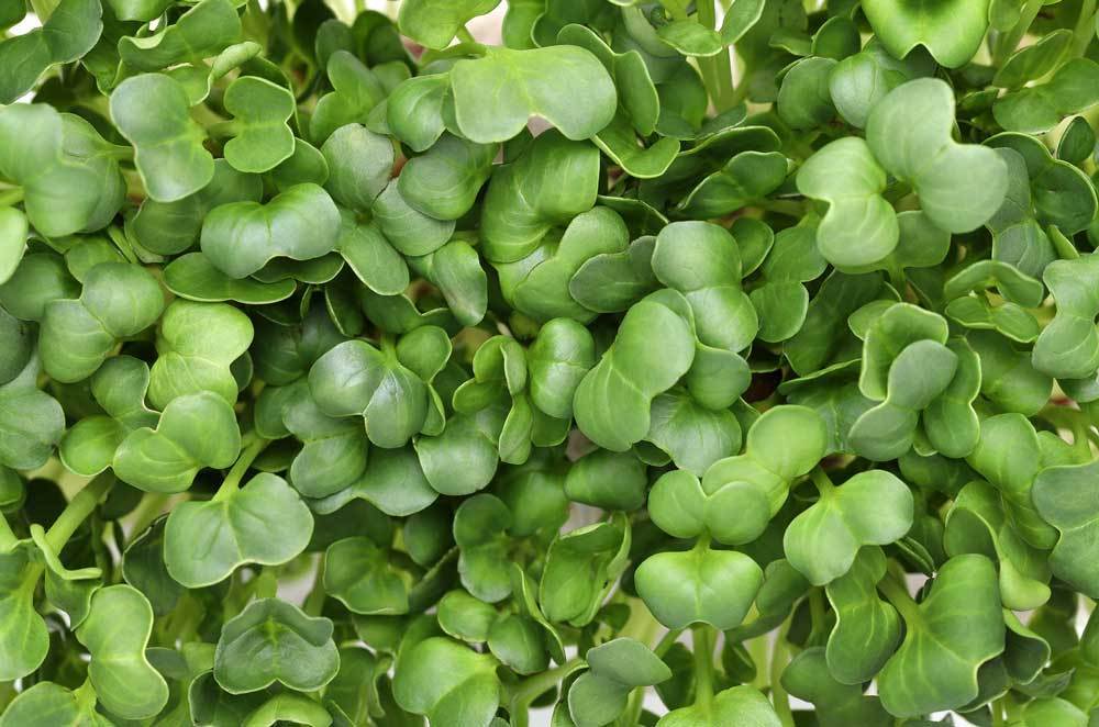 Kohlrabi White Vienna Microgreen Bulk Seeds - Wholesome Supplies