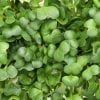 Kohlrabi White Vienna Microgreen Seeds - Wholesome Supplies