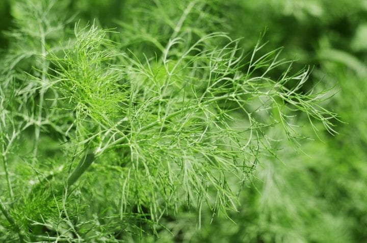 Dill Bouquet Herb Seeds - Wholesome Supplies