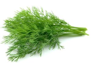 Dill Isolated