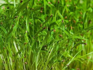Dill Microgreen Seeds
