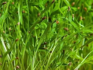Dill Microgreen Seeds