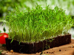 Dill Microgreens