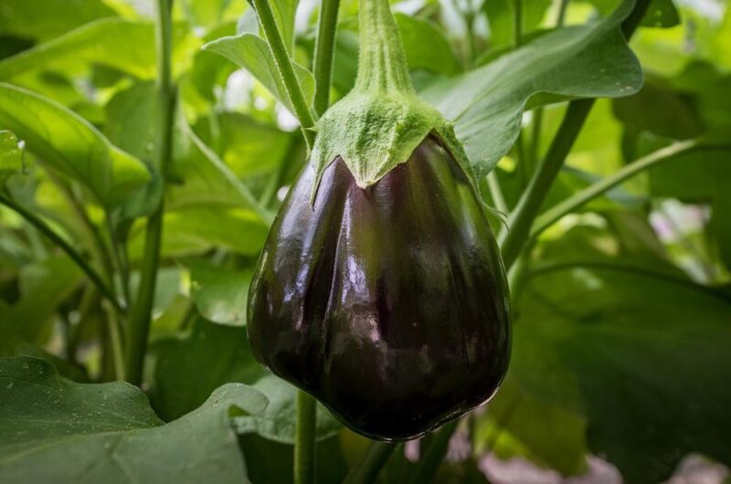 Eggplant Black Beauty Vegetable Seeds - Wholesome Supplies