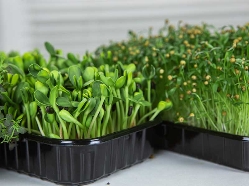 Growing Tray Microgreens