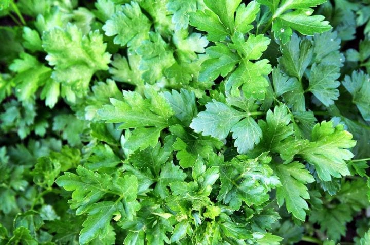 Italian Parsley Herb Seeds - Wholesome Supplies