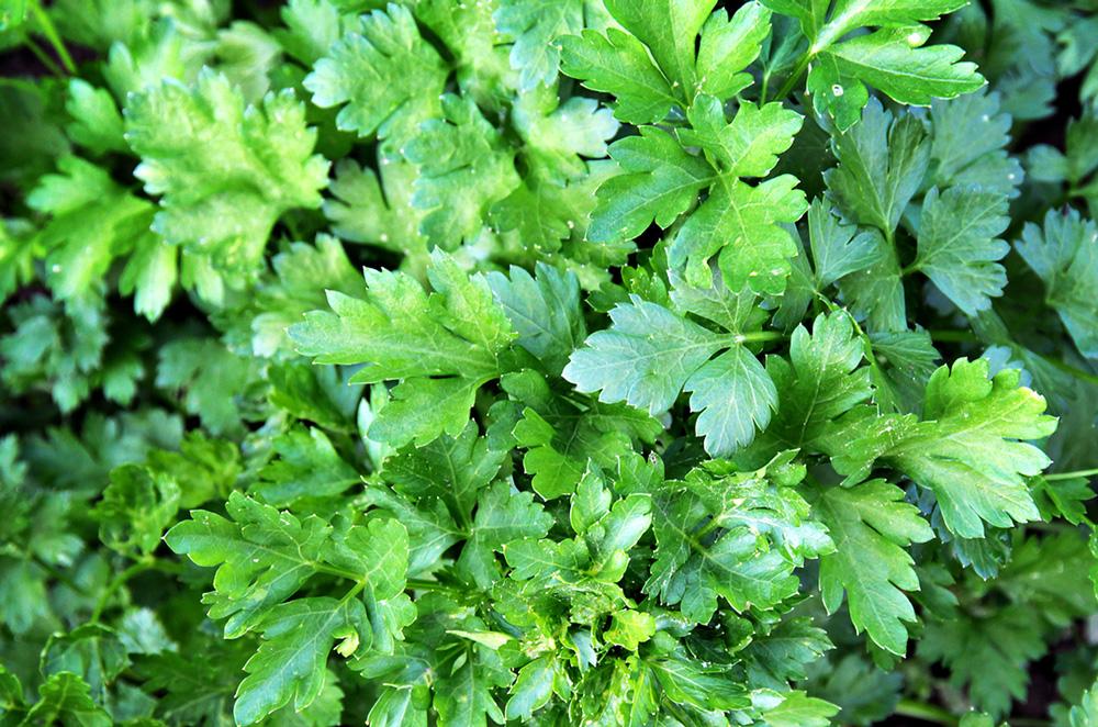 Italian Parsley Herb Seeds - Wholesome Supplies