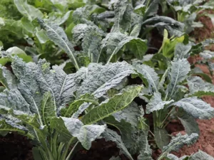 kale-nero-seeds-field-seedmart-australia