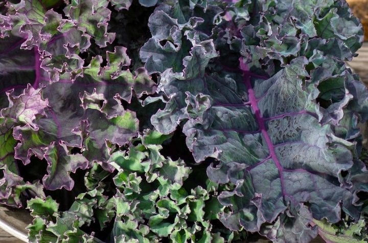 Kale Red Russian Vegetable Seeds - Wholesome Supplies