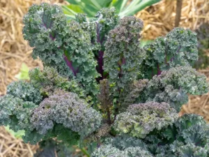 Kale Red Russian Vegetable Seeds