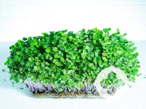 Kale Red Russian Microgreens | Seedmart Australia