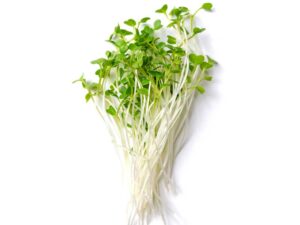 Kale Black Microgreens | isolated | Seedmart