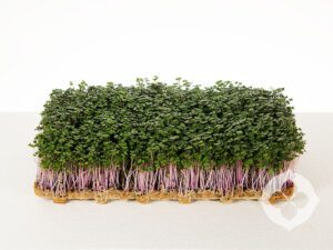 Kale Red Russian Microgreens | Living | Seedmart Australia