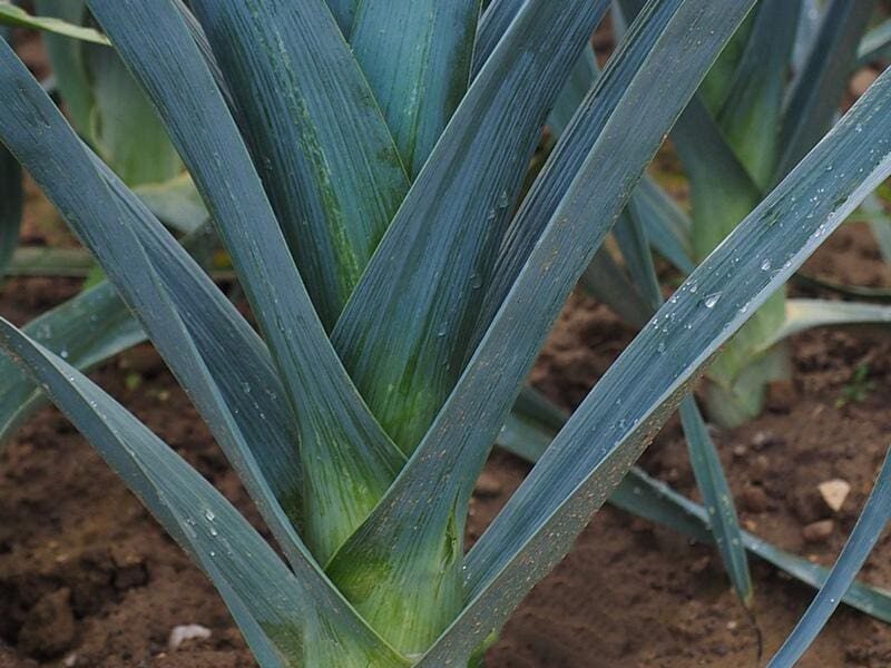 Leek Plant