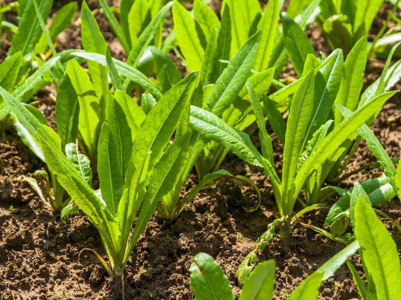 Lettuce A Choy Celtuce Vegetable Seeds