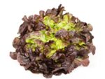 Lettuce Oakleaf Red | Seedmart Australia | Isolated