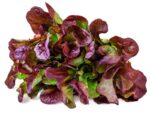 Lettuce Salad Bowl Red Vegetable Seeds | Seedmart Australia